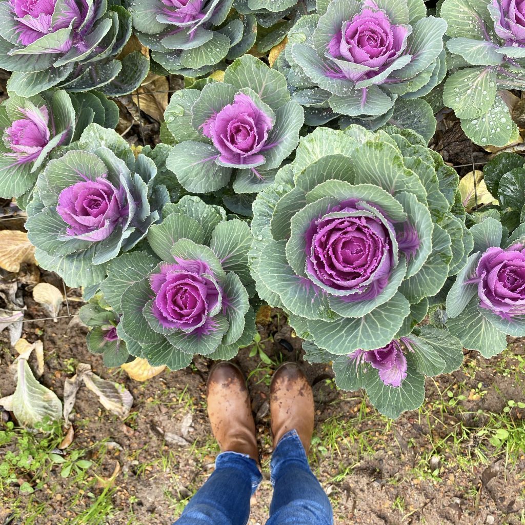 Fresh seasonal kale growing at a local flower farm