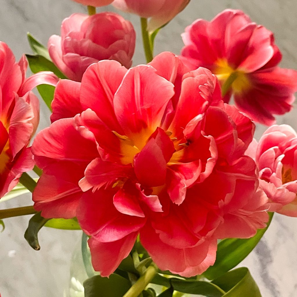 Fully open deep pink peony tulips showing layered petals
