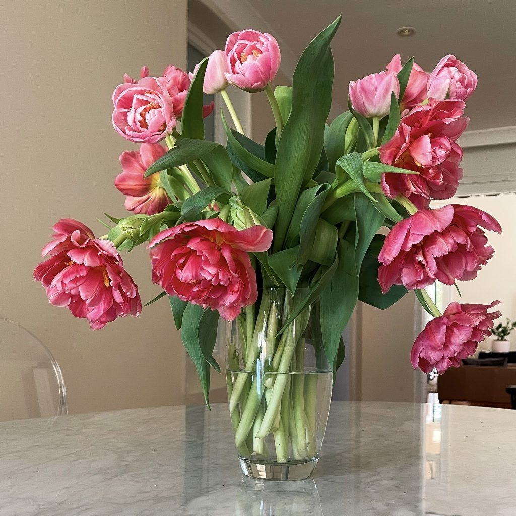 Peony tulips open in a vase indoors
