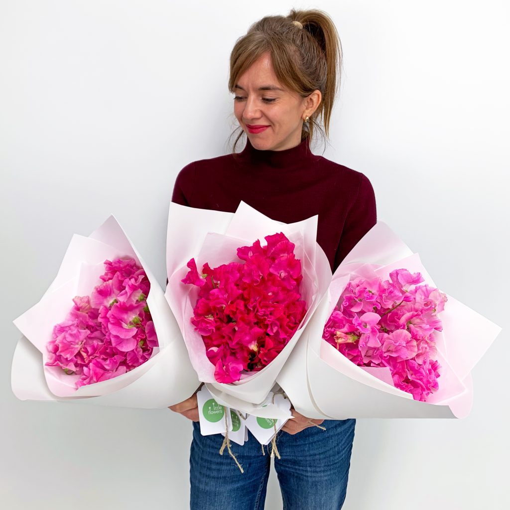 Mixed pink sweet peas held in hand